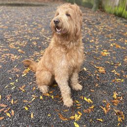 Ladybug - Goldendoodle