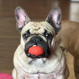 Daiquiri - French Bulldog