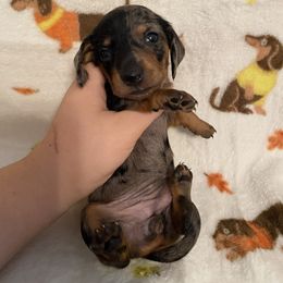 Pebbles - Dapple female Dachshund puppy in Springfield, Tennessee from Savannah’s Doxie Palace