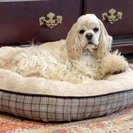 Desi - Cocker Spaniel