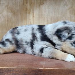Miniature Australian Shepherd and Toy Australian Shepherd Puppies from Beasley Acres Aussies