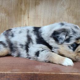 Miniature Australian Shepherd and Toy Australian Shepherd Puppies from Beasley Acres Aussies