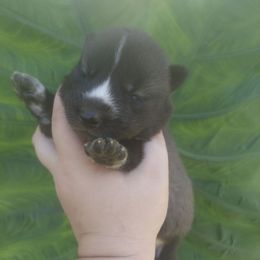 Nagini - Agouti and white female Siberian Husky puppy in Vale, North Carolina from Sirens Song Siberian Huskies