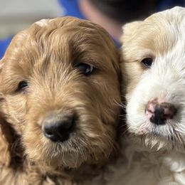 Goldendoodles from Krista Hayden