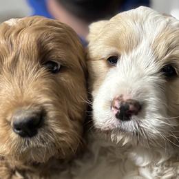 Goldendoodles from Krista Hayden