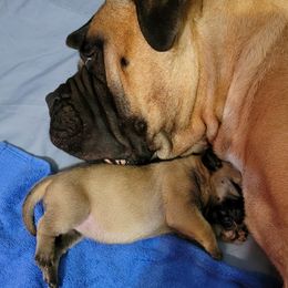 Bullmastiff Puppies from Sunny Beach Bullmastiffs