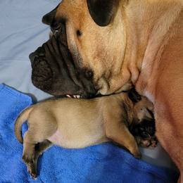 Bullmastiff Puppies from Sunny Beach Bullmastiffs