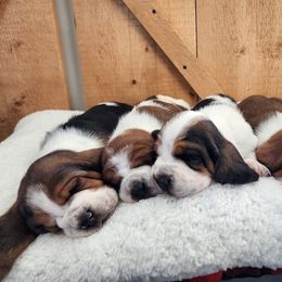Basset Hound puppies from Robbs Ranch Bassets