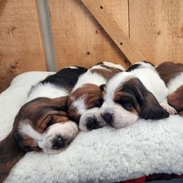 Basset Hound puppies from Robbs Ranch Bassets