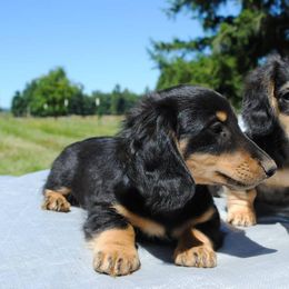 Dachshund Puppies from Stonevalley Dachshunds