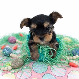 Yorkshire Terrier Puppies from Korrtina Grover