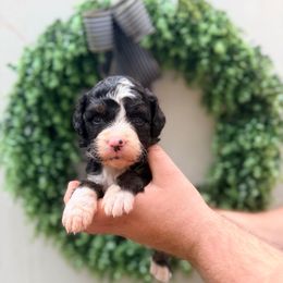 Teddy - Tri-color male Bernedoodle puppy in Malvern, Arkansas from Cove Creek Companions