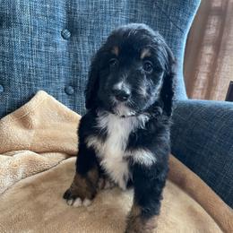 Banana - Tri-color female Bernedoodle puppy in Arabi, Georgia from Huckadoodle Farm