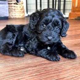 Black collar - male Labradoodle puppy in Bradenton, Florida from Doodle Acres