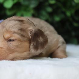 Honey - Dapple female Dachshund puppy in Woodbine, Georgia from Bowdachs Cream Pies