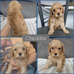 Cheddar - Golden male Cockapoo puppy in Zanesville, Ohio from Southtown Doodles LLC