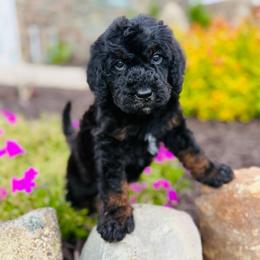 Joseph - Phantom male Bernedoodle puppy in Bowling Green, Ohio from FDF Pyredoodles & Bernedoodles