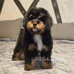 November - Tri-color female Bernedoodle puppy in Cleveland, Georgia from Jam's Doodles And Poodles