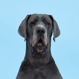 Fauna - Great Dane