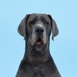 Fauna - Great Dane