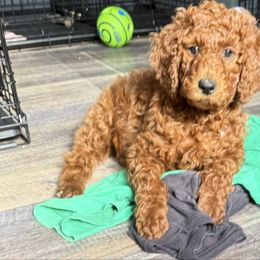 Black Girl former white - Red  Poodle puppy in Keedysville, Maryland from Sunshine Red Standard Poodles
