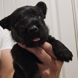 Male2 - Black male Scottish Terrier puppy in Conroe, Texas from Scotch McLaren Terriers