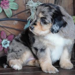 Boy 1 - Blue merle male Aussiedoodle puppy in Lawton, Oklahoma from Lindsey’s Aussies