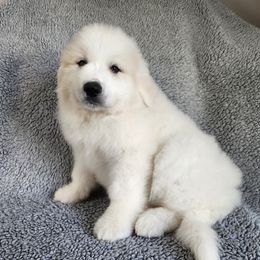 Alec - White male Great Pyrenees puppy in Monmouth, Maine from Flewelling Great Pyrenees