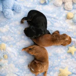 Cavalier King Charles Spaniel puppies from Willow Rayne shelties and more