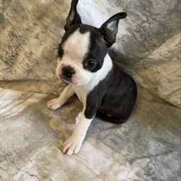 Martha - Black brindle and white female Boston Terrier puppy in Lake City, Florida from RuckerRun Boston Terriers