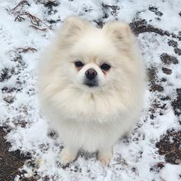 May - Pomeranian
