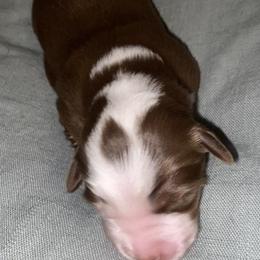 Miniature Australian Shepherd Puppies from Duncan’s Miniature Australian Shepherds