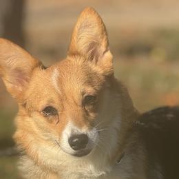 American Corgis and Pembroke Welsh Corgis from Hannah Johnson