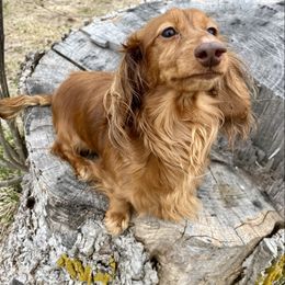 Hope - Dachshund