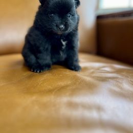 June - Black female Pomeranian puppy in Tennessee from Hollis Creek Farm