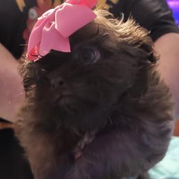 Darling - Sable female Shih Tzu puppy in Newport, Arkansas from Gina's Lil Zues and Yorkies Kennel