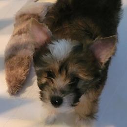Boy 3 - Chinese Crested puppy in Monmouth, Maine from His Cresteds