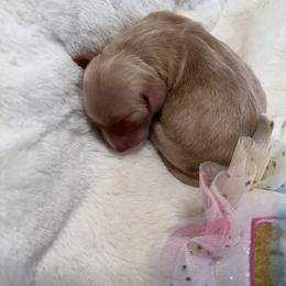 Daisy - Apricot female Goldendoodle puppy in Aurora, Illinois from Chicago Goldendoodles
