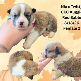Female 2 - Sable and white female American Corgi puppy in Campbellsburg, Indiana from Kates Corgis