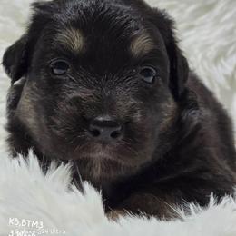 KB.BTM3 - Black tri male Miniature Australian Shepherd puppy in Deer Lodge, Tennessee from KSH Aussie Haven