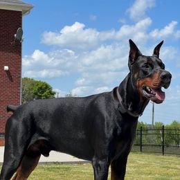 Tac - Doberman Pinscher
