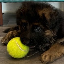 Orange collar - German Shepherd puppy from Farrenhaus