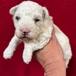 Alvin - White male Cavapoo puppy in Greensburg, Kentucky from Doodle Me Crazy