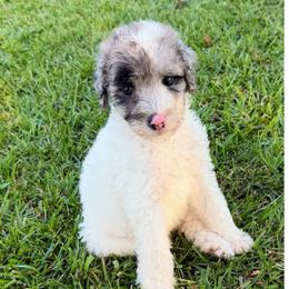 Daisy - Gray and white female Sheepadoodle puppy in Willacoochee, Georgia from Kitandkboodle's Doodles