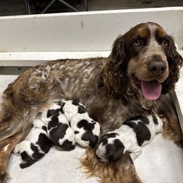 English Springer Spaniel puppies from Little River English Springer Spaniels