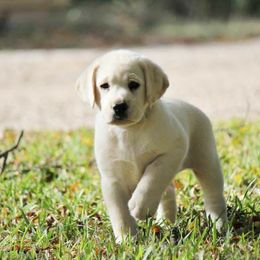 Labrador Retriever Puppies from KevMar Labradors