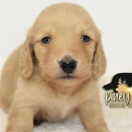 Dachshund Puppies from Piney Woods Miniature Dachshunds