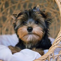 Paul - Black and gold male Yorkshire Terrier puppy in California from Corazon de gigante