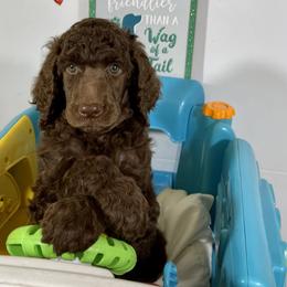 Boy 5 - Brown Poodle puppy in Florida from Gwen's Poodles