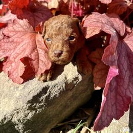 Lily - Red  female Poodle puppy in Utica, Ohio from Poodle Me Crazy